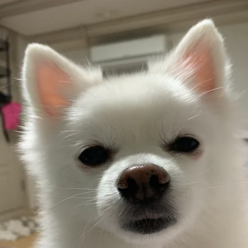 줸디