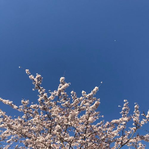 봄바람살랑