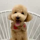 거북이