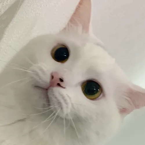 하염