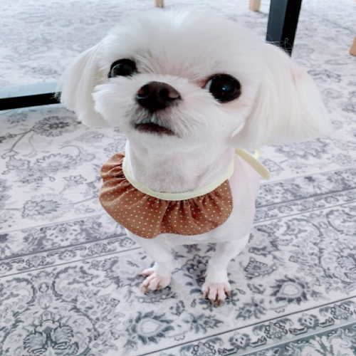 알톤 카데나 자전거