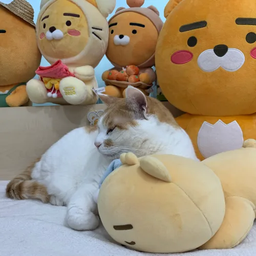 뿡쓰빵쓰