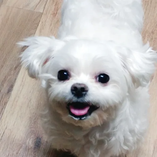 아싸라비아콜롬비아