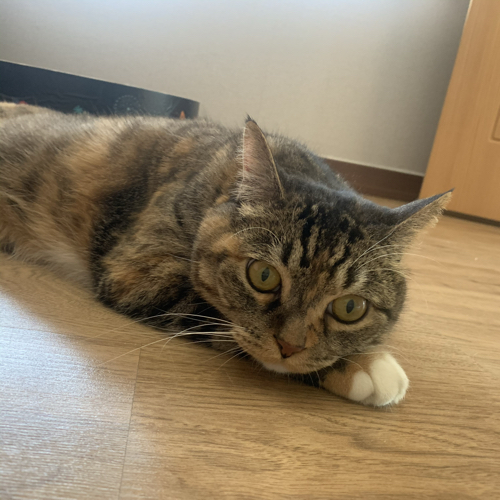 포뇨