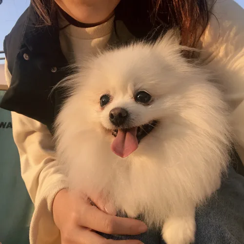 오드리솜