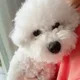 레니