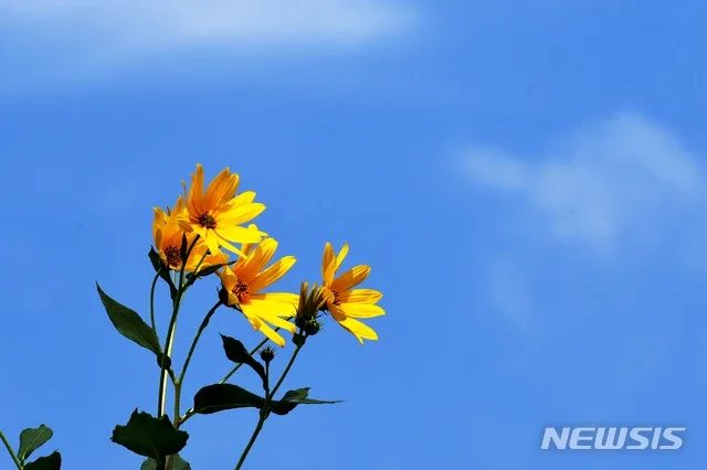 짱돌