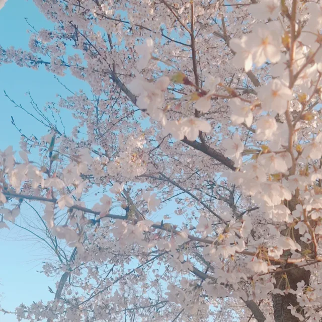 아이스커피조아
