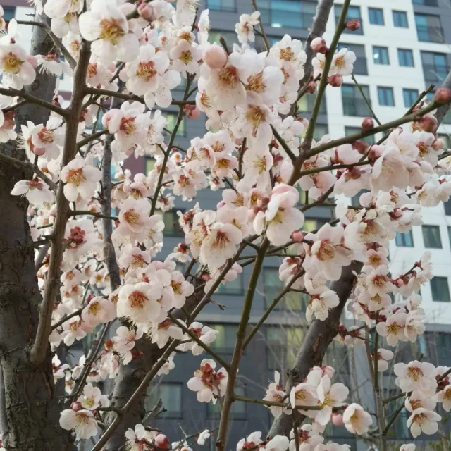 찐이야