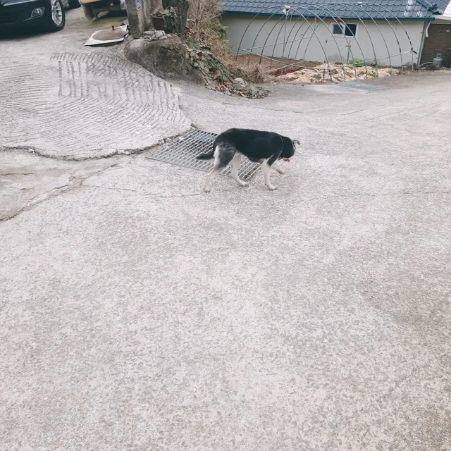 두부두부두부