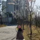 명이나물