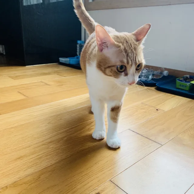 호야