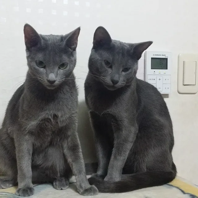 별의나라