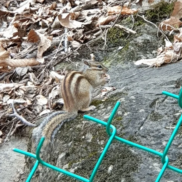 충주75다람쥐