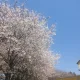 김새롬