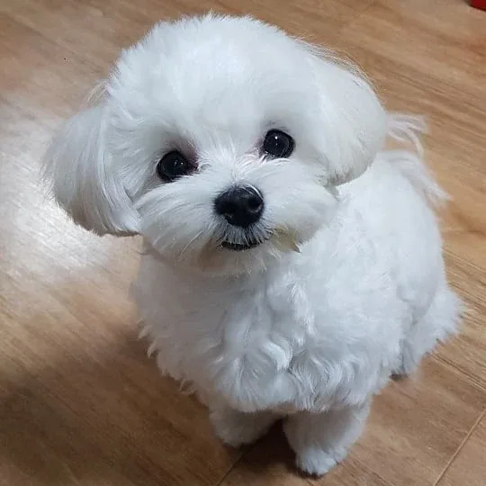 꼬꼬미