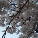 선이깽이