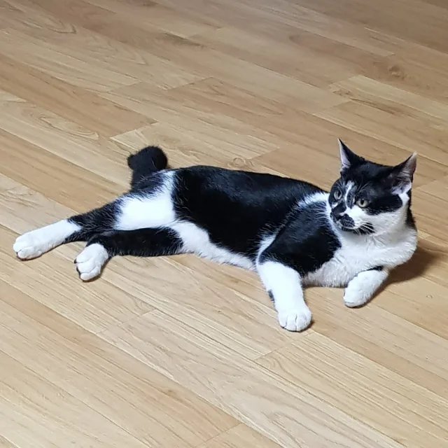 바비맘