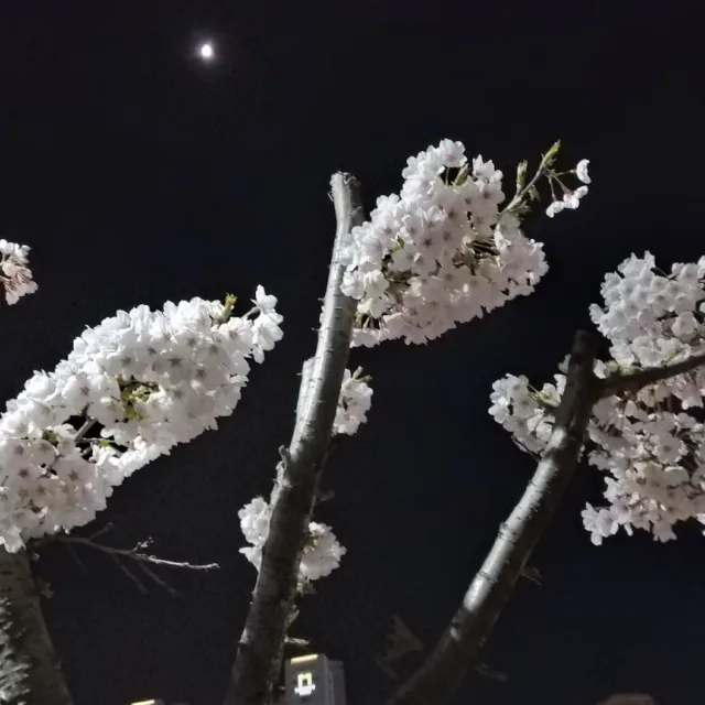 큐티그린