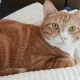 치즈