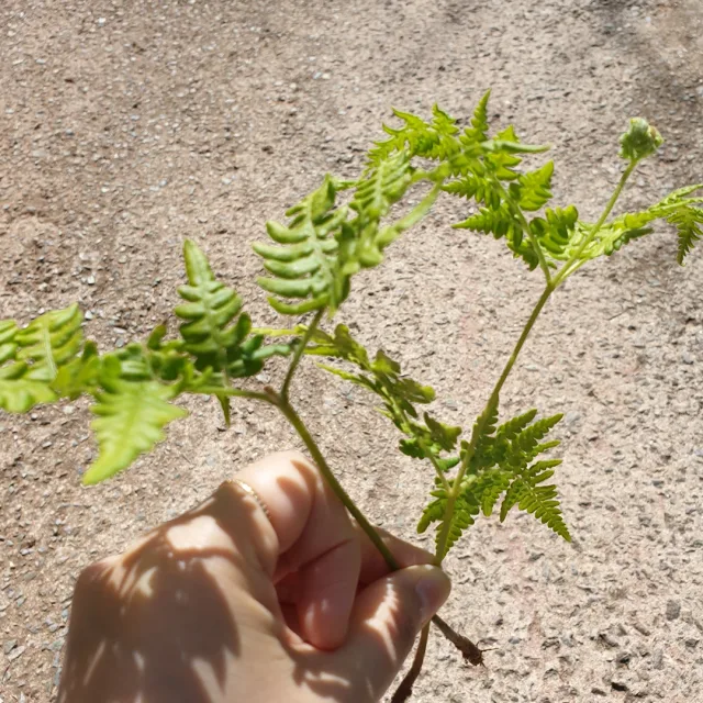 라일락향기