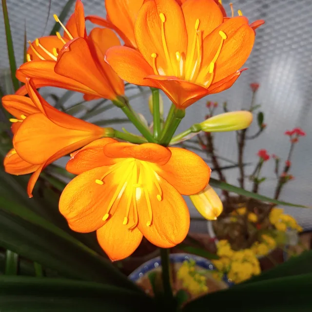 하얀찔래꽃