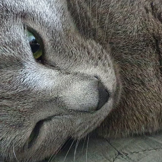 조이