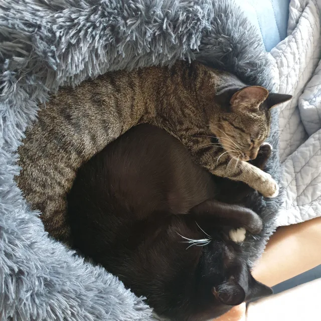 아태아린빠