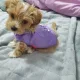 꽁이