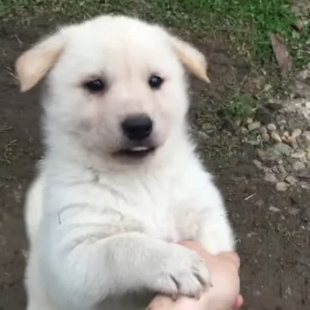 윤꺼꿀