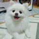 룡가