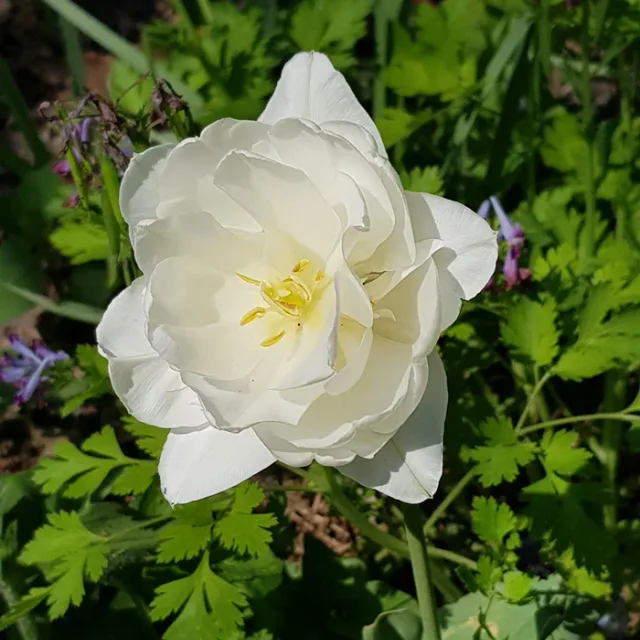 백장미