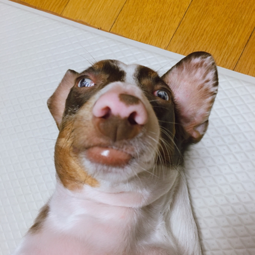 당근캐럿