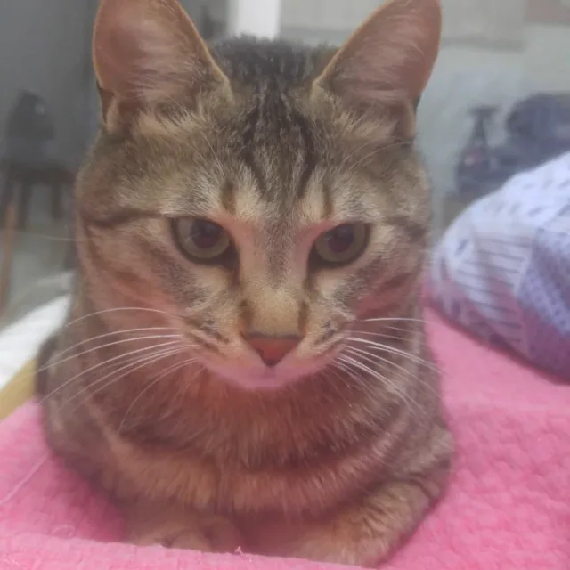 냐옹이