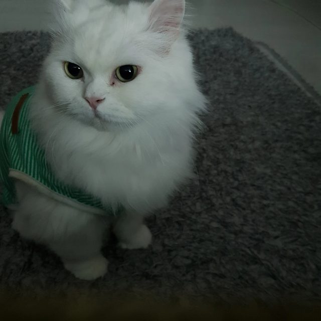 궁디팡팡