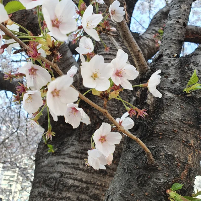 키즈북