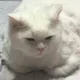 함라프