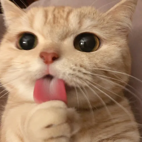 포뇽