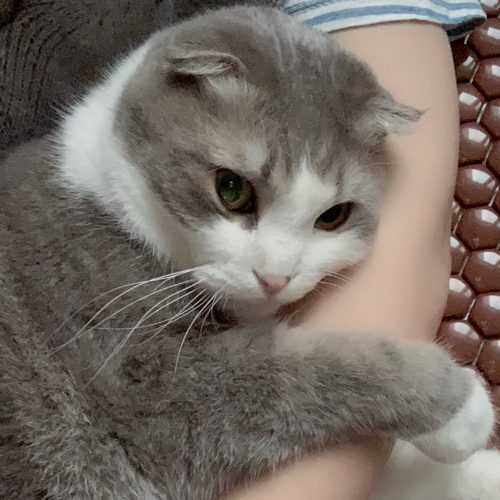 두찌