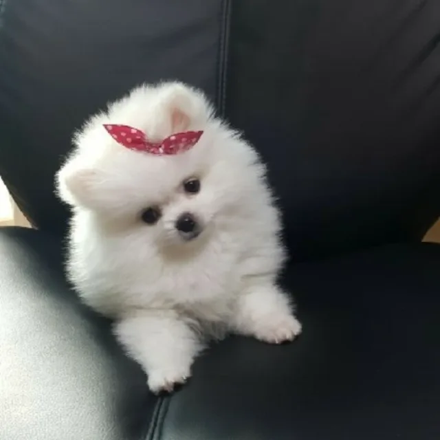 비비안