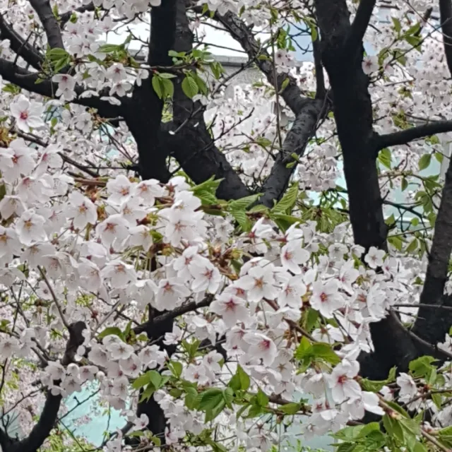 단감