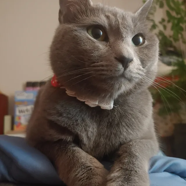 강츄베베