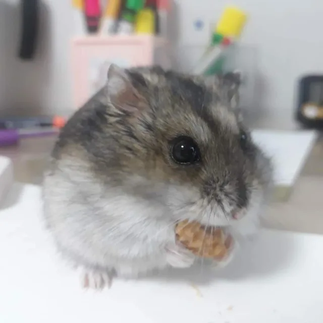 폭신폭신