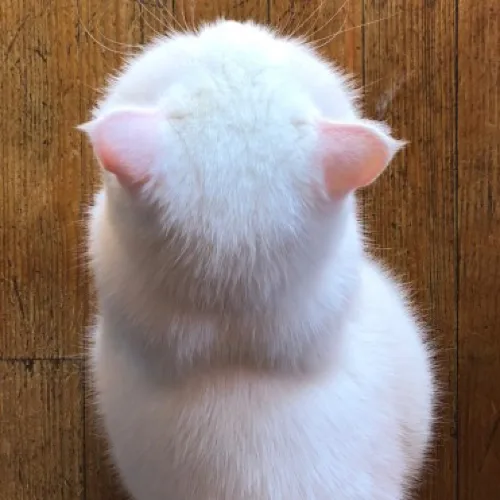 호랭이