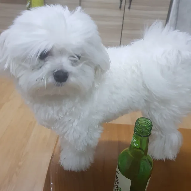 구름이