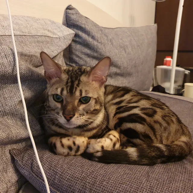 랑이
