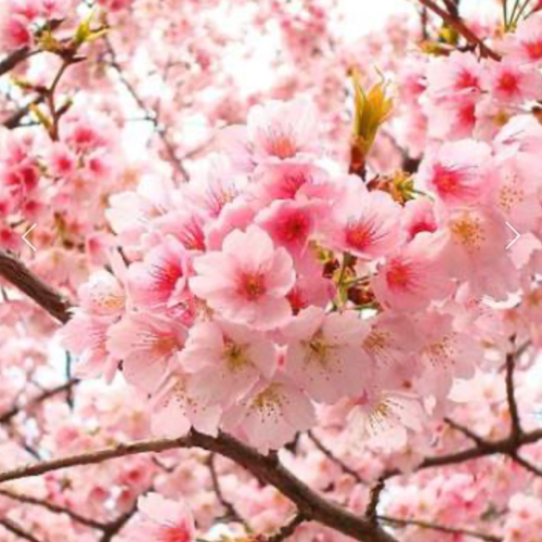 blossoms
