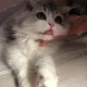 앱스
