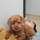 초코네