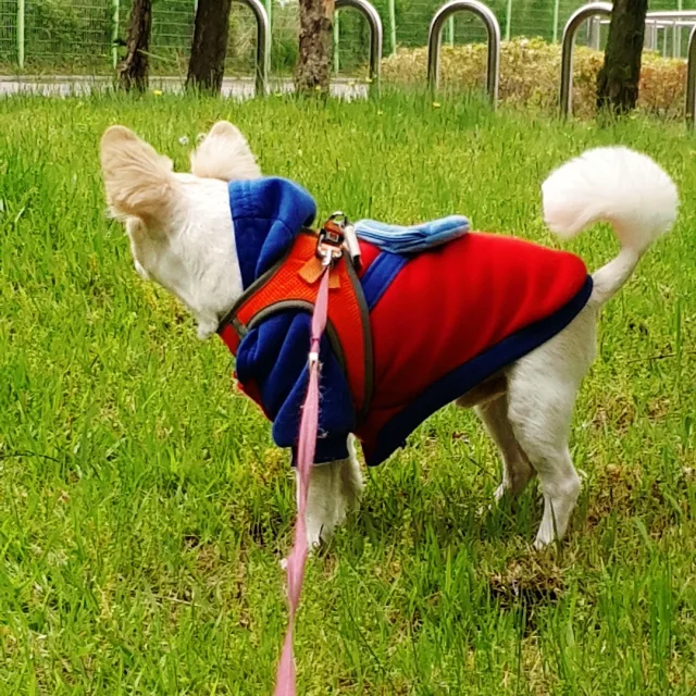 호두네